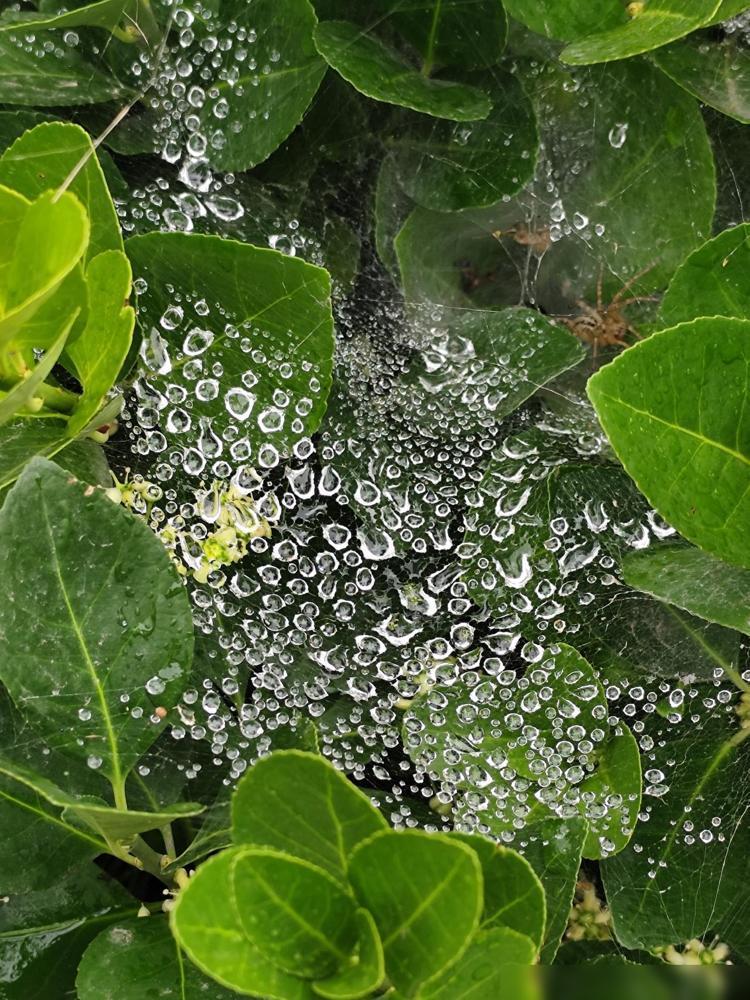 昨天晚上，一辆警车进了我们小区，惊动了邻居们。隔壁单元张老三家的事儿，闹得整栋楼