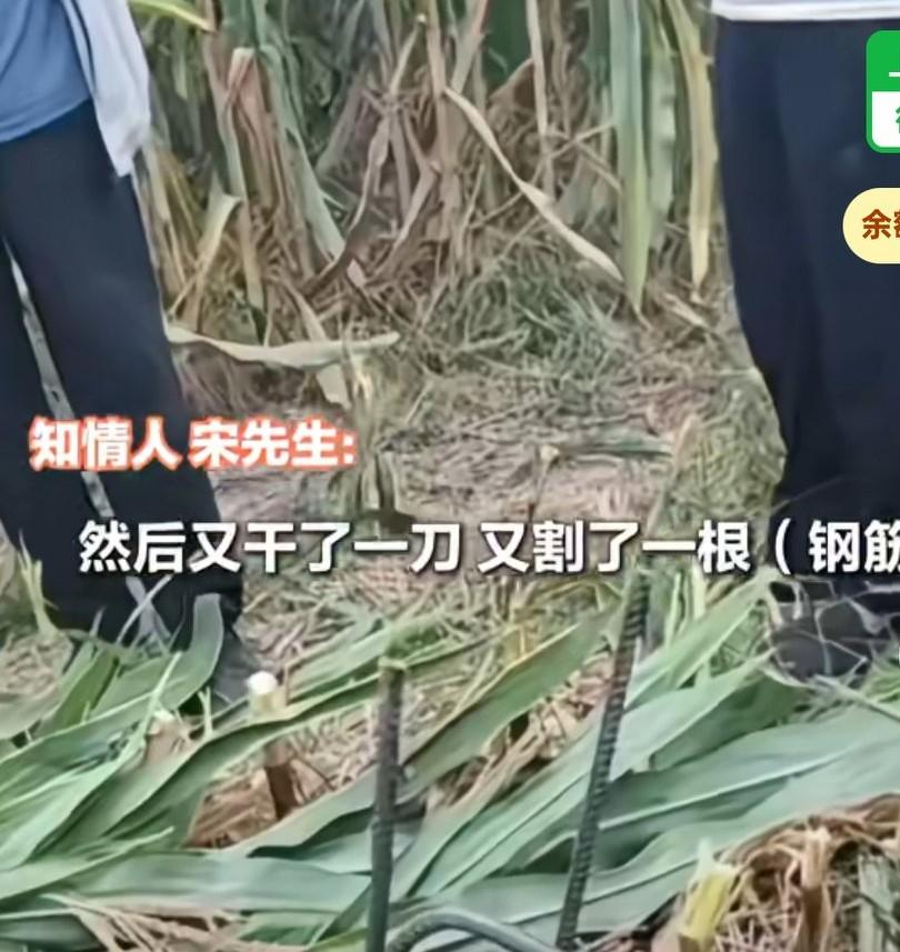河北一收割机在收割玉米时，收割到了四根钢筋，
割台上面的割刀受损。
钢筋跟玉米杆