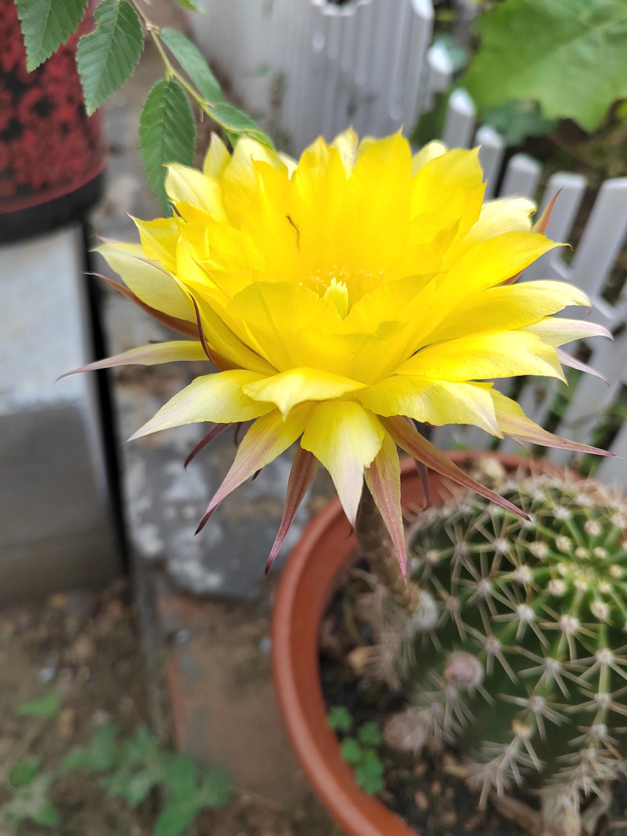 仙人球开花🌸