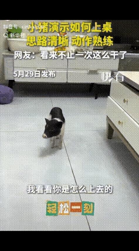 “成精了！”一头巴掌大的宠物猪，不仅偷偷偷吃桌上饼干，被主人发现后还装傻抵赖，最