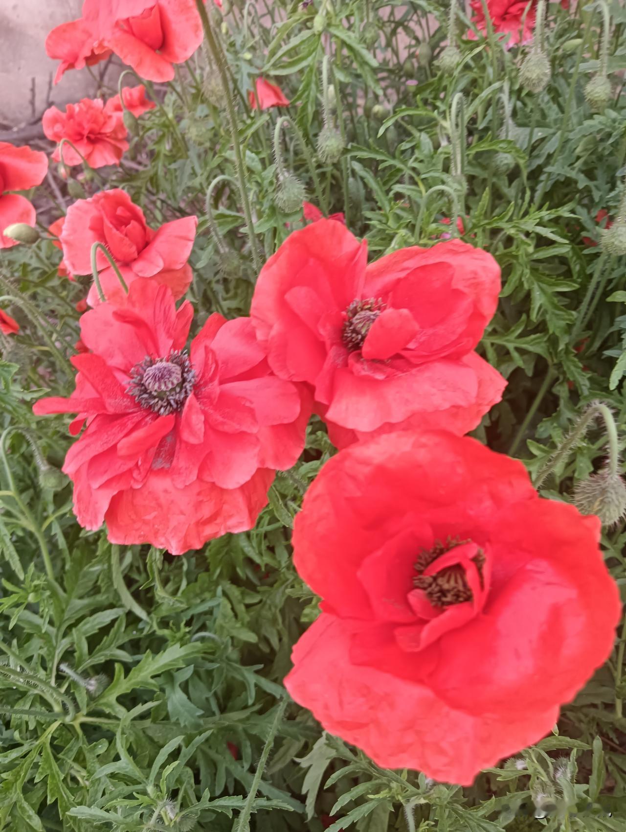 盛开的红色罂粟花，自然之美尽收眼底！🌸💕