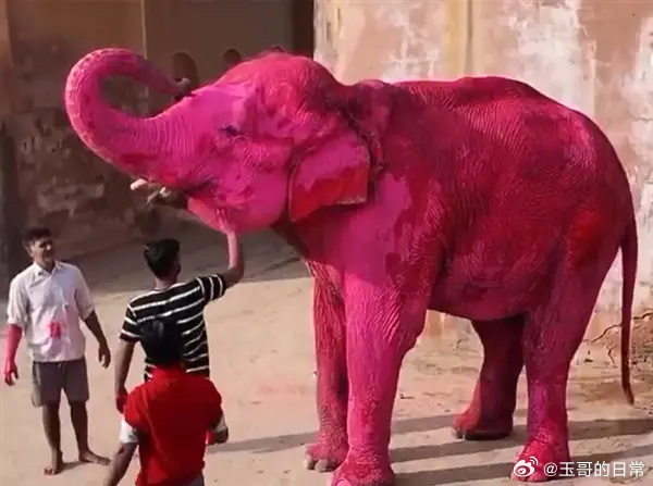 印度65岁大象死亡生前被涂粉色颜料近日印度一头大象在全身被涂满粉色颜料两个月后不