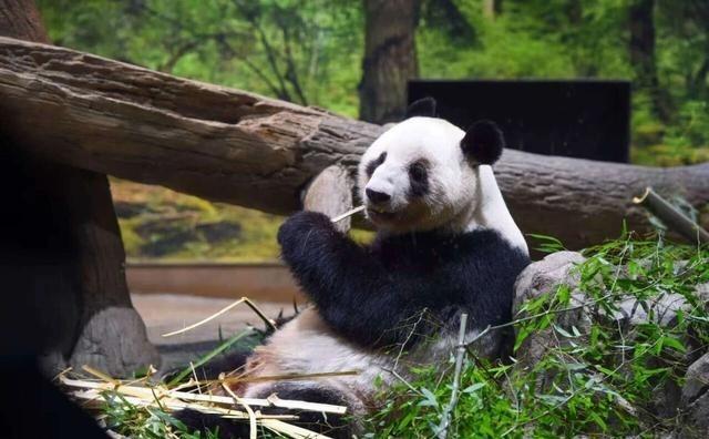 1月29日，大熊猫才离开两天， 日本 媒体就开始“发牢骚”了，读卖新闻甚至直接发