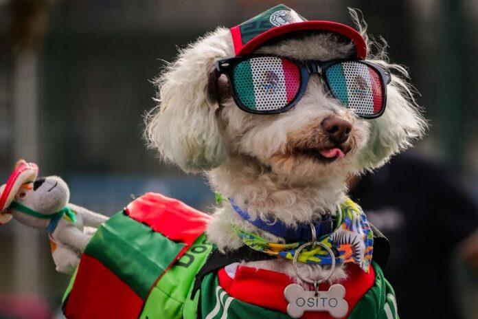 救援犬Osito（小熊）萌翻2026世界杯！
男人与狗出人意料地成为了世界杯上最