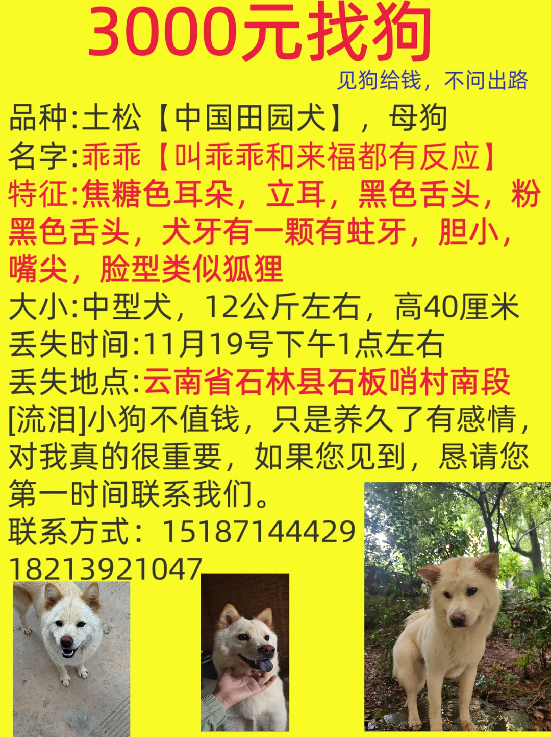 快过年了，小狗快回家。