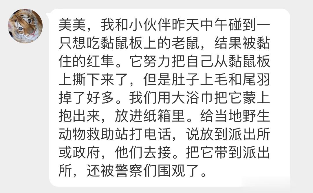 #鸟粉投稿# 被粘鼠板逮住的【红隼】这孩子想捡现成的老鼠🐭结果自己栽进去了…已