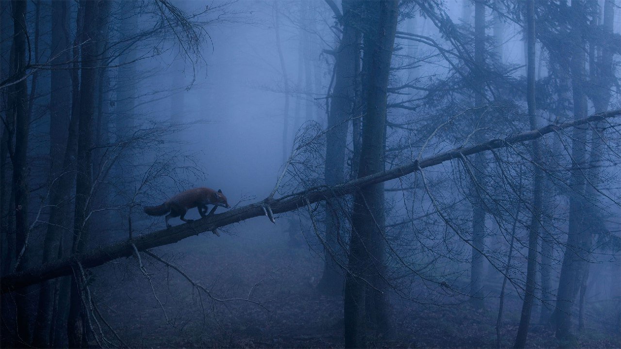 bing壁纸 必应壁纸Red fox in the Black Forest o