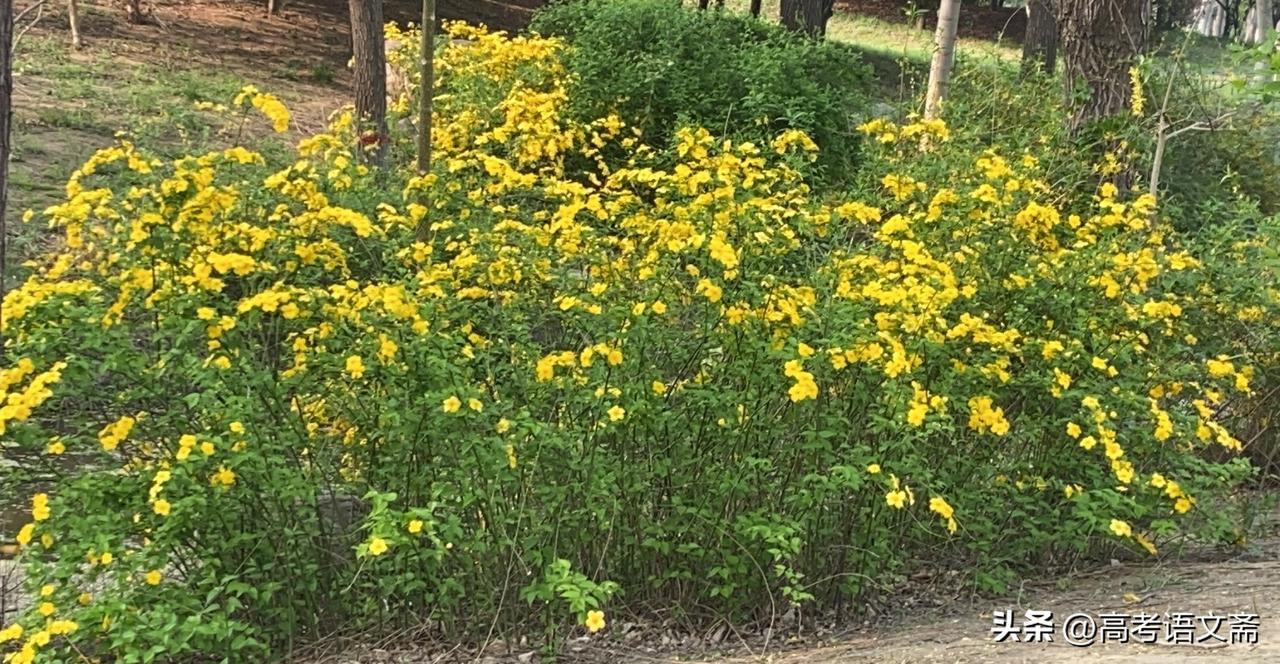 春日野花盛开  一片片金黄色的花朵在阳光下绽放，带来无限的生机与美好。🌸🌿