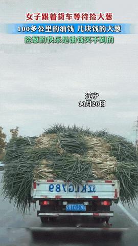不是大葱买不起，是捡的更有性价比！辽宁，一女子开车时偶遇一辆运葱货车。她眼尖发现