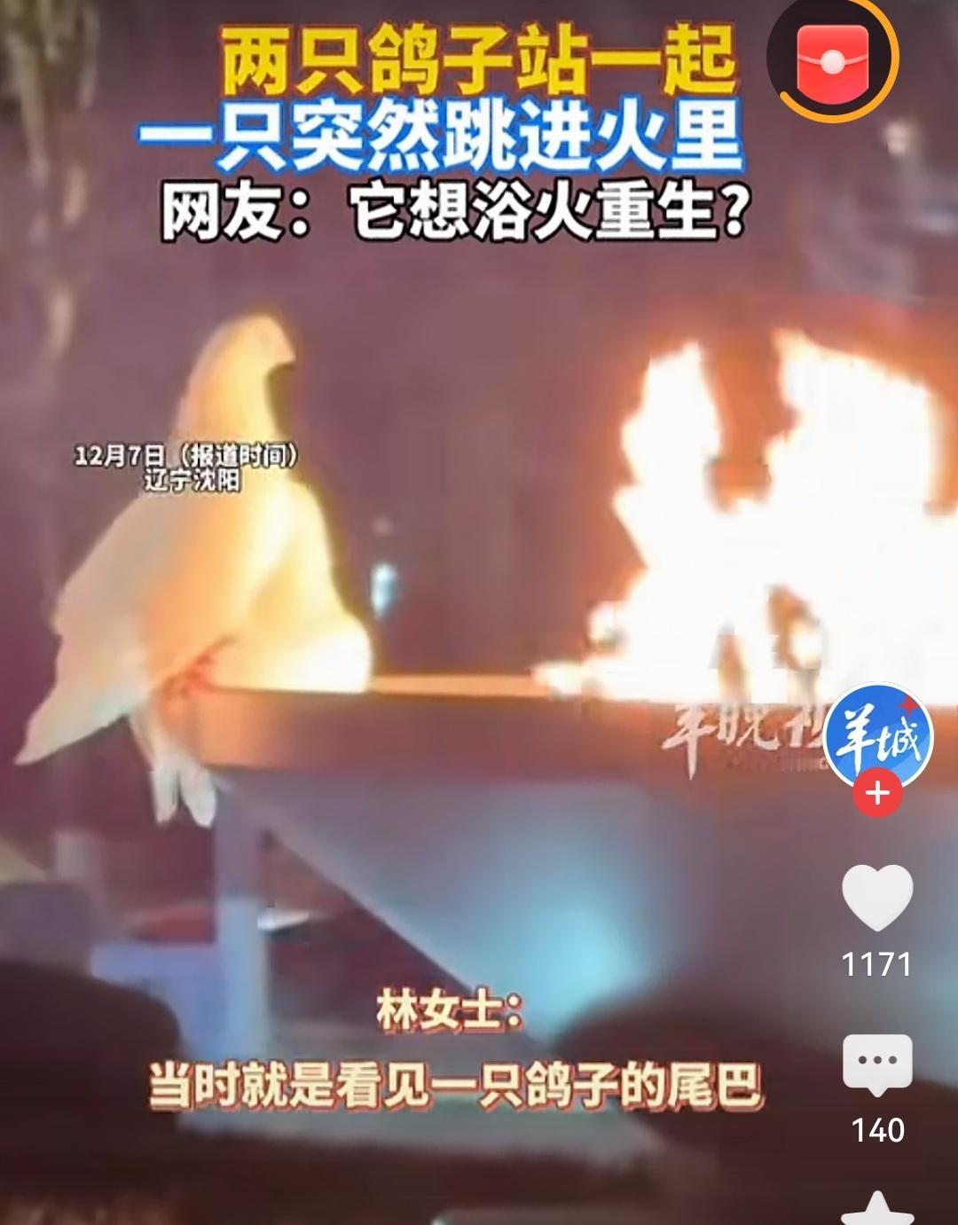 一只突然跳进火里这画面看得又揪心又感慨，小动物的求生本能好让人心疼~希望这只鸽子