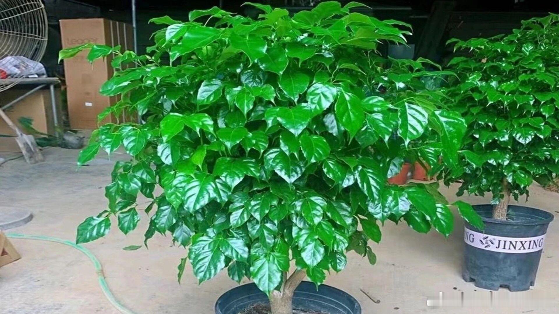 种植幸福树技巧1、养幸福树要注意光照虽然说幸福树怕暴晒，怕强烈的光照，害怕夏季的