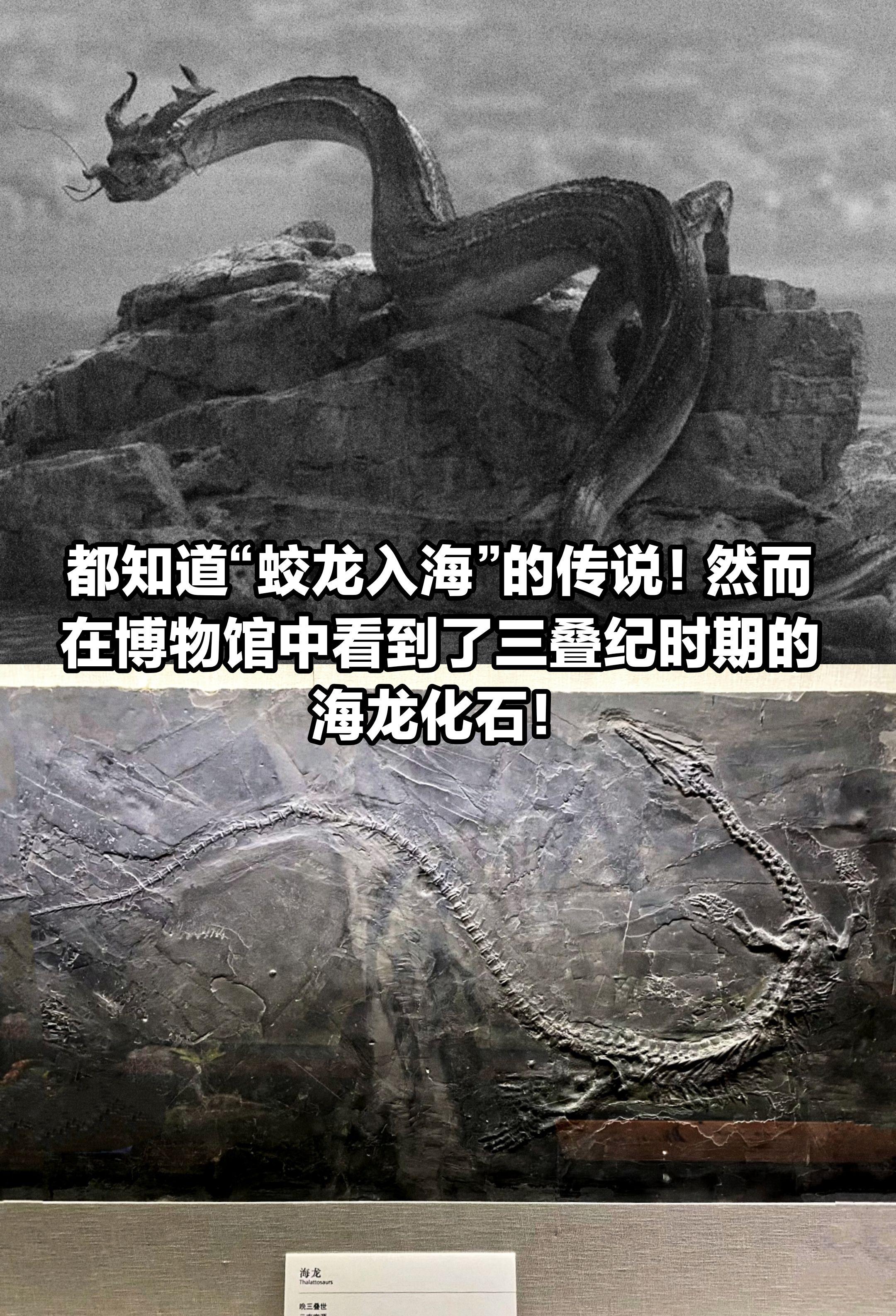 三叠纪时期的海龙，仿佛看到了“蛟龙入海”