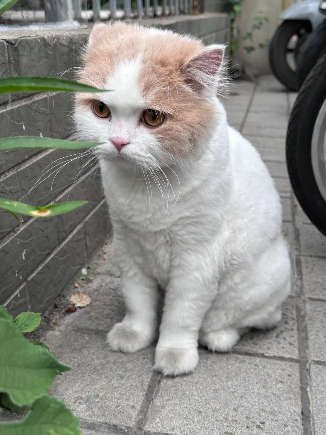 走丢的小猫