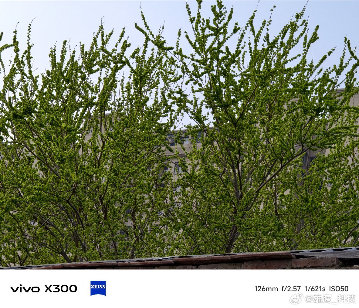 vivo 又到该吃榆钱的时节了，一串串嫩绿清甜地挂在枝头，是春天独有的温柔。小时