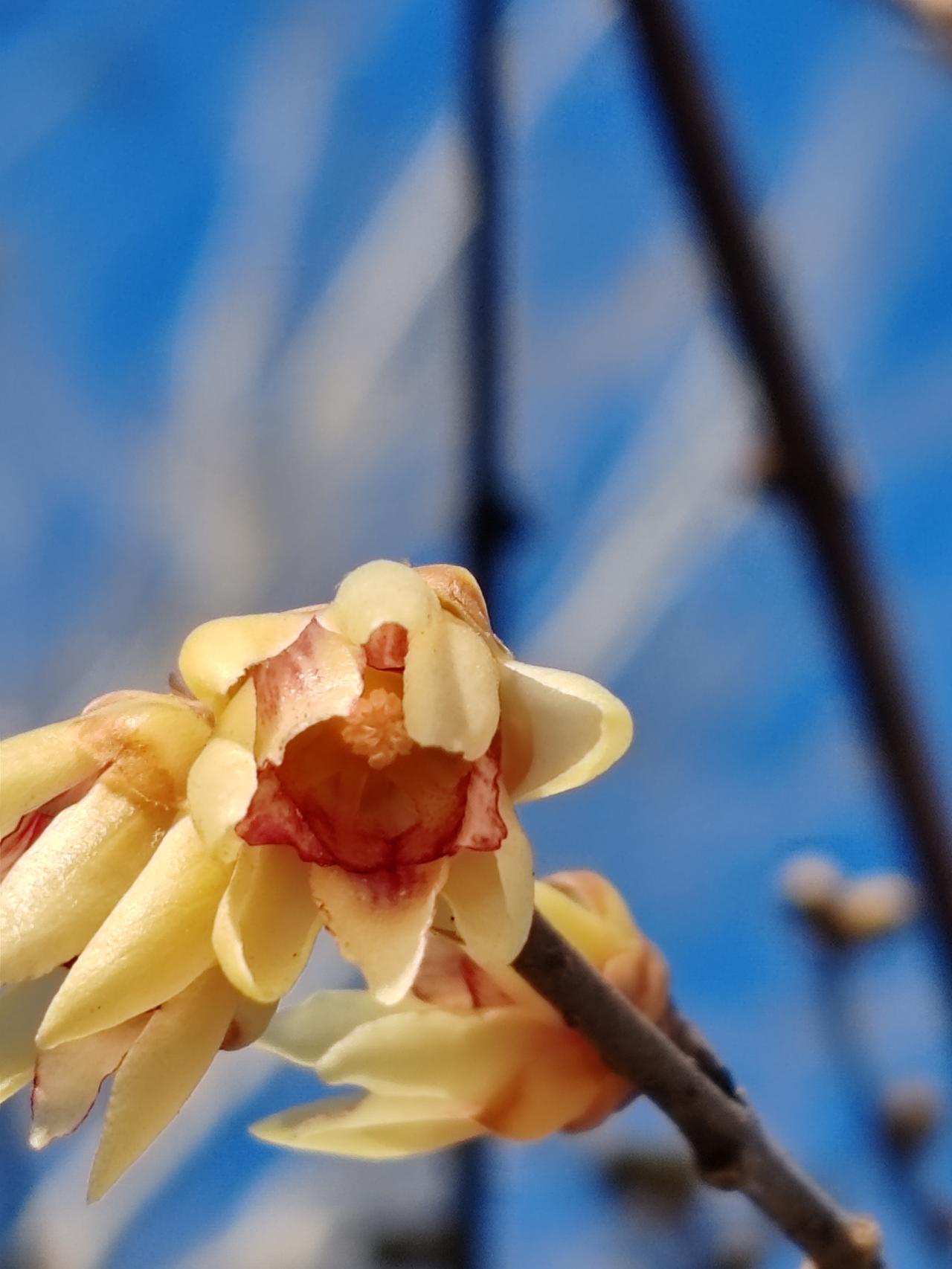 晒图笔记大赛冬月赏梅。