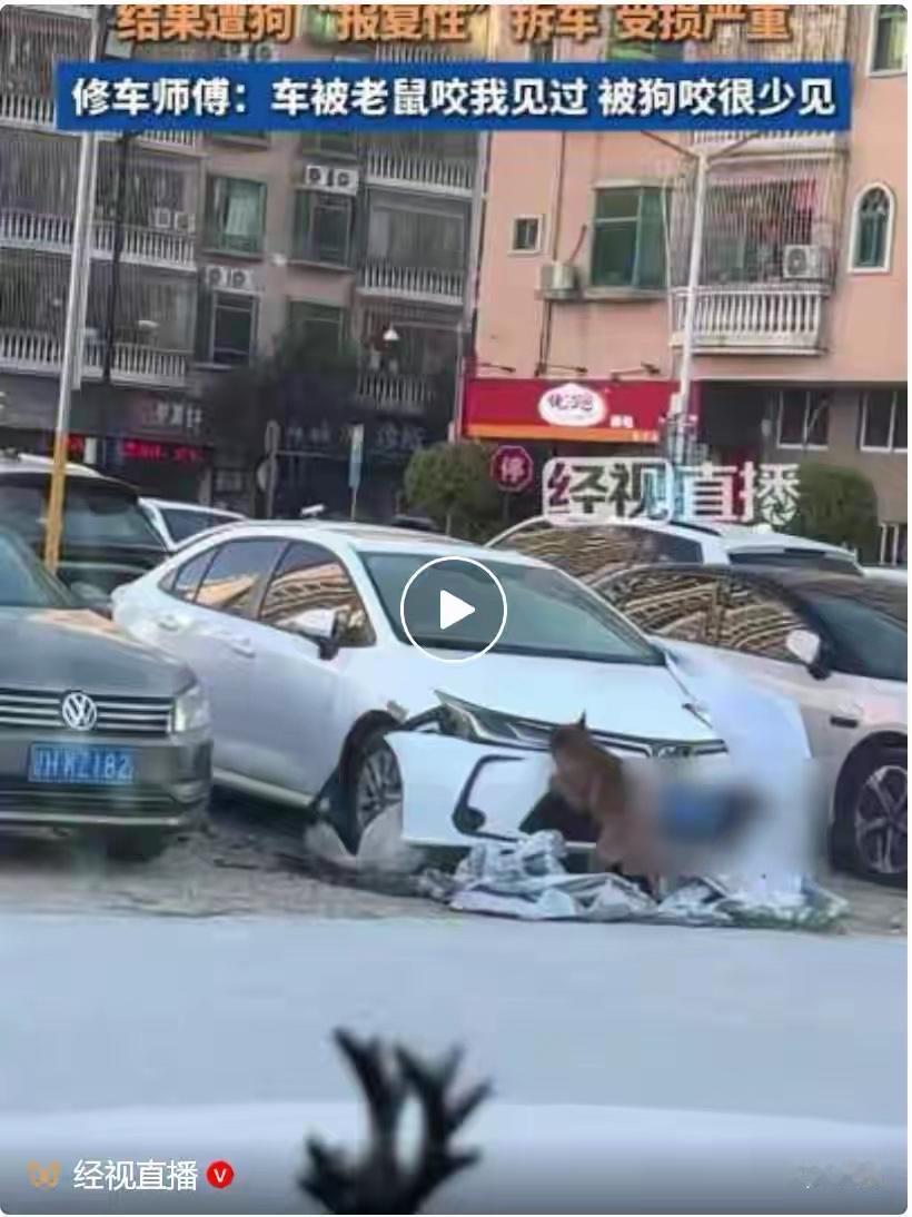 鸣笛驱狗反被拆车？狗子：敢惹本汪，让你知道谁是老大！

车主小李怎么也没想到，自