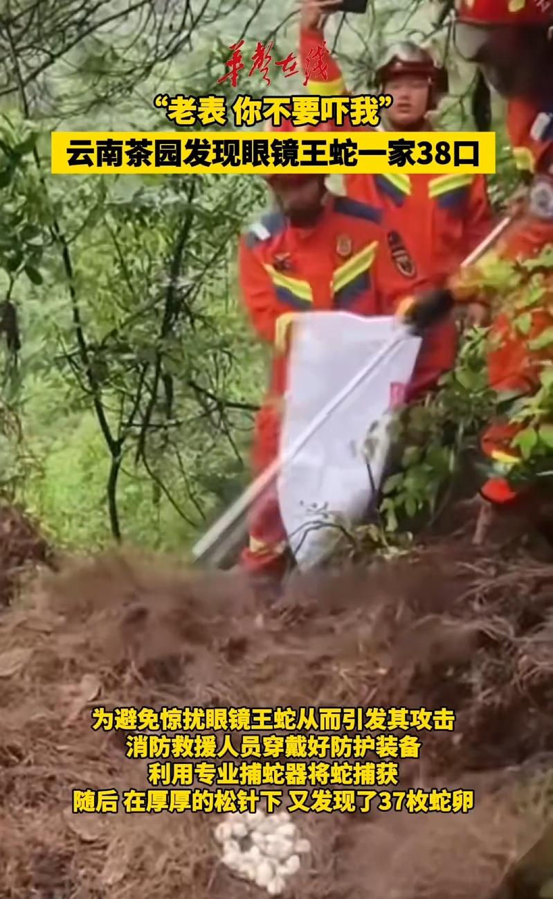 云南临沧一村民在茶园劳作时，意外挖出隐秘蛇窝，窝内盘踞一条成年剧毒眼镜王蛇，身旁