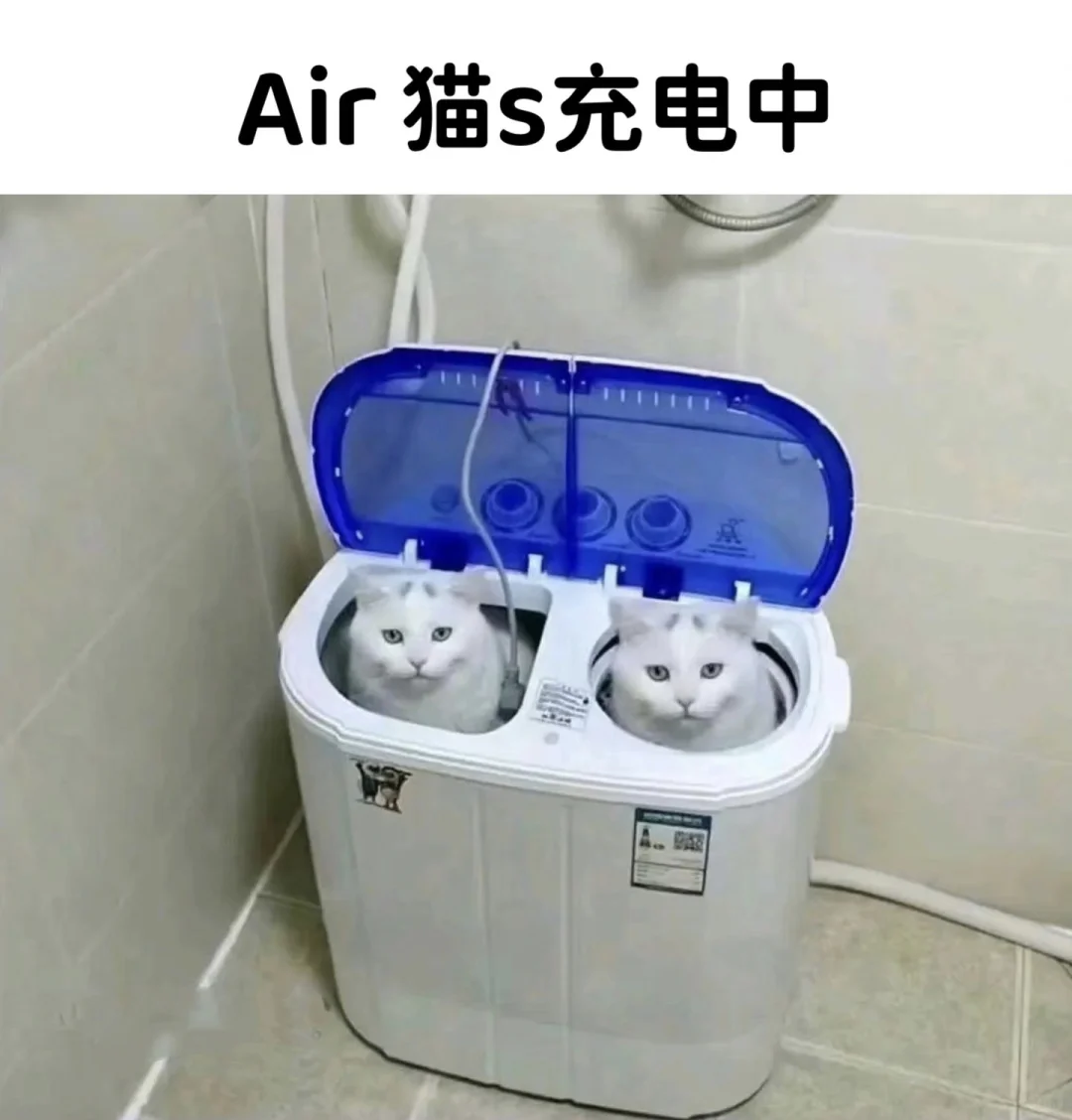 今日份的猫猫梗图～