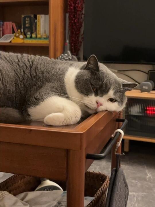 被小猫充满爱的凝视…