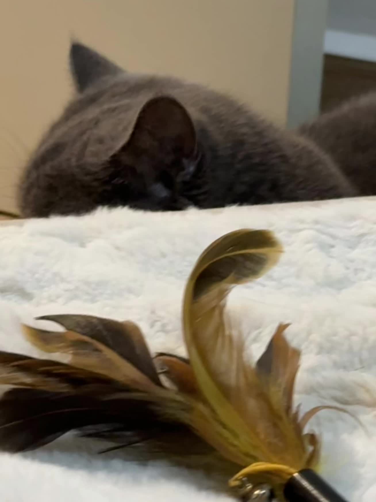 芝麻的小日子过得有声有色