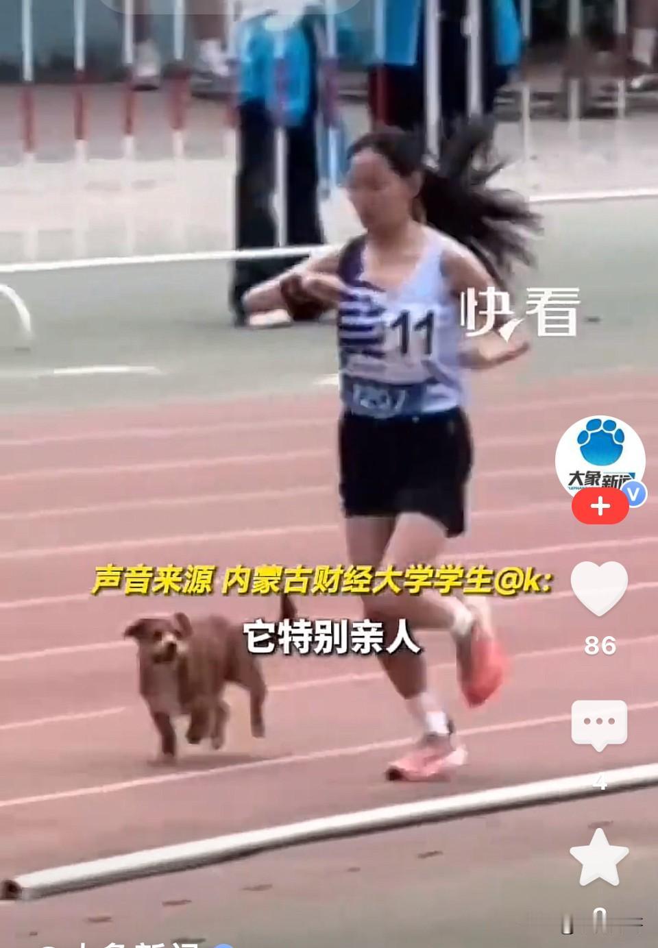 太暖心！内蒙古呼和浩特，女大学生参加3000米比赛，被自己经常喂养的流浪狗突然跑