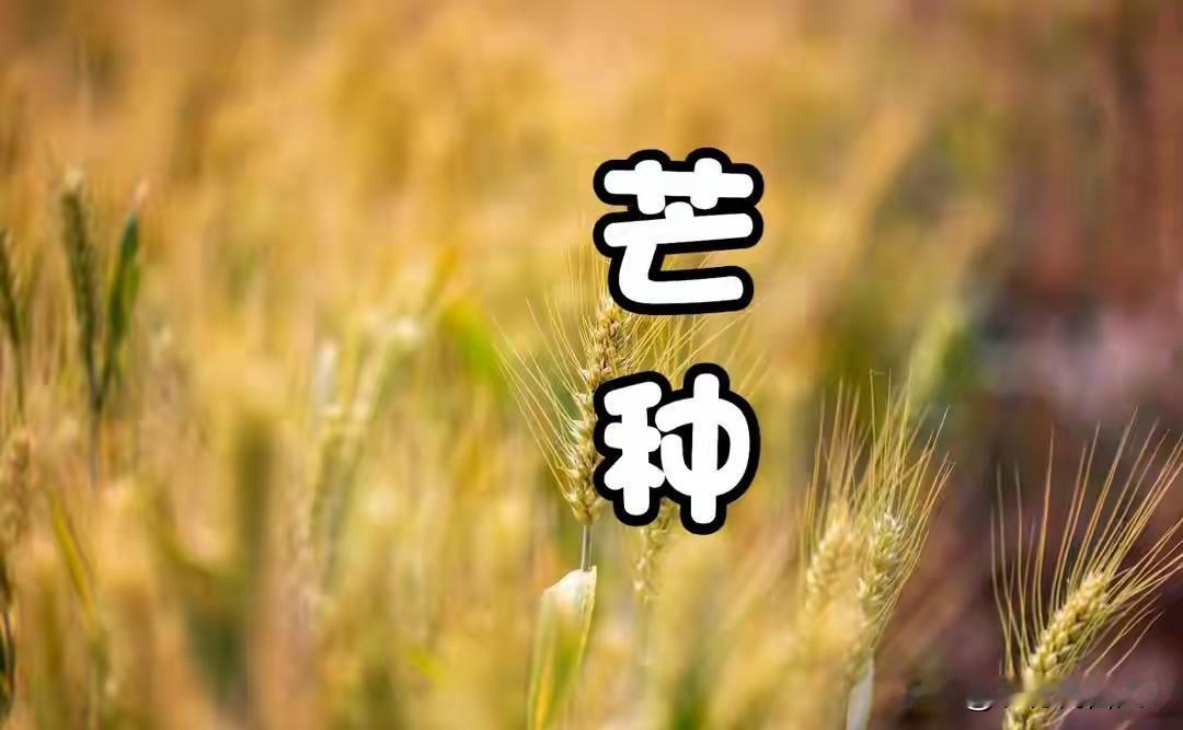 今日芒种！有钱没钱别忘：1要送、2不做、吃3样，五谷丰登人安康
 
今天芒种，田