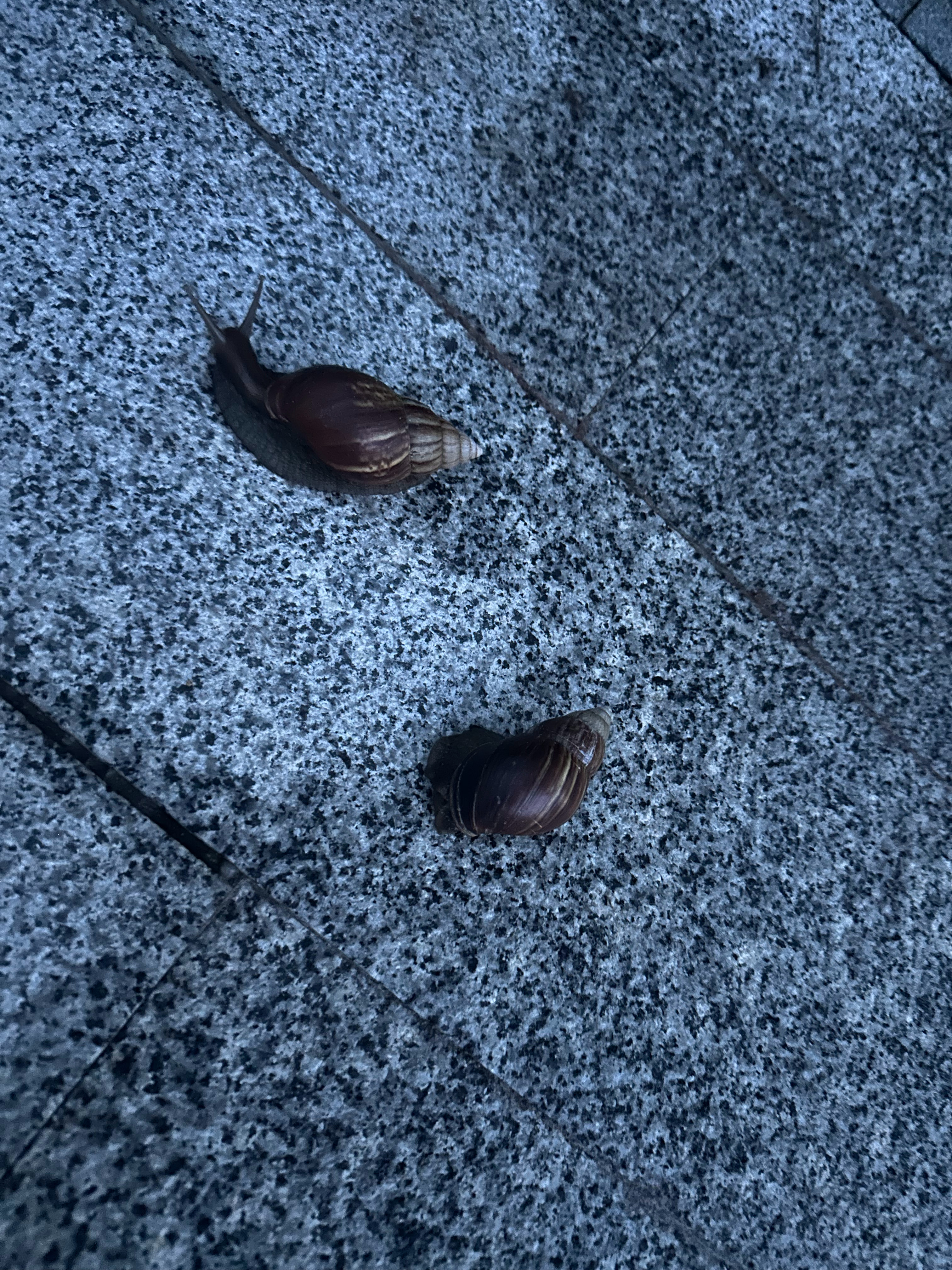 非洲蜗牛作为最大的入侵物种真的不能物理灭绝吗，一下雨路两边全都是，一不小心踩上去