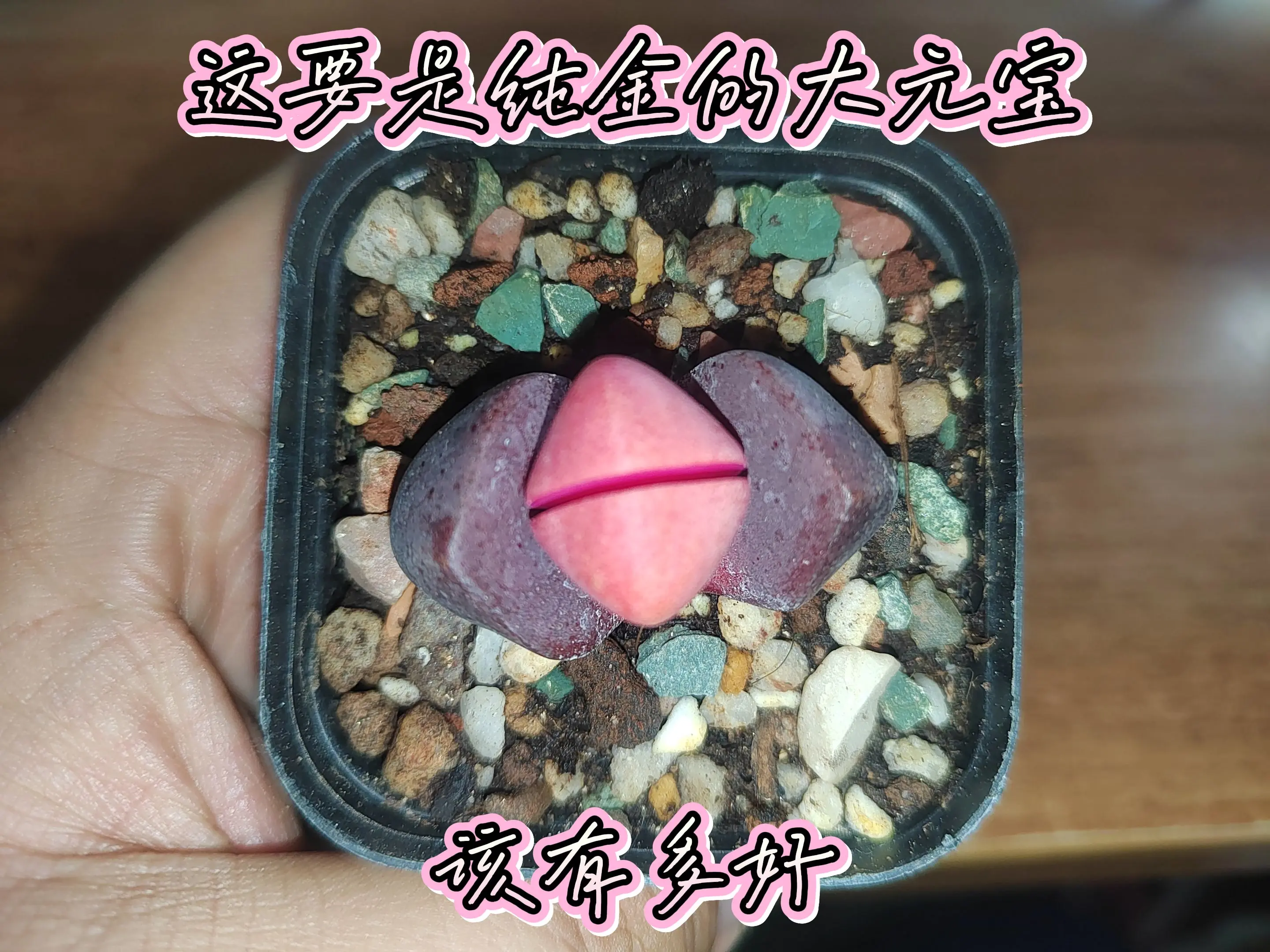 来颗纯金大元宝吧！