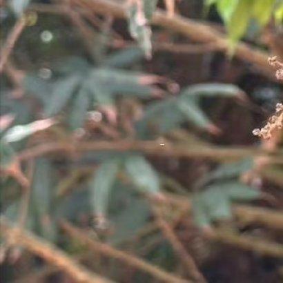 1700荔枝的种植方法一、土壤荔枝树在温暖地区中黏土中生长会更好，它对土壤的要求