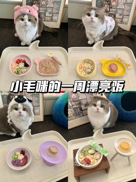 人 你又来看咪吃饭啦