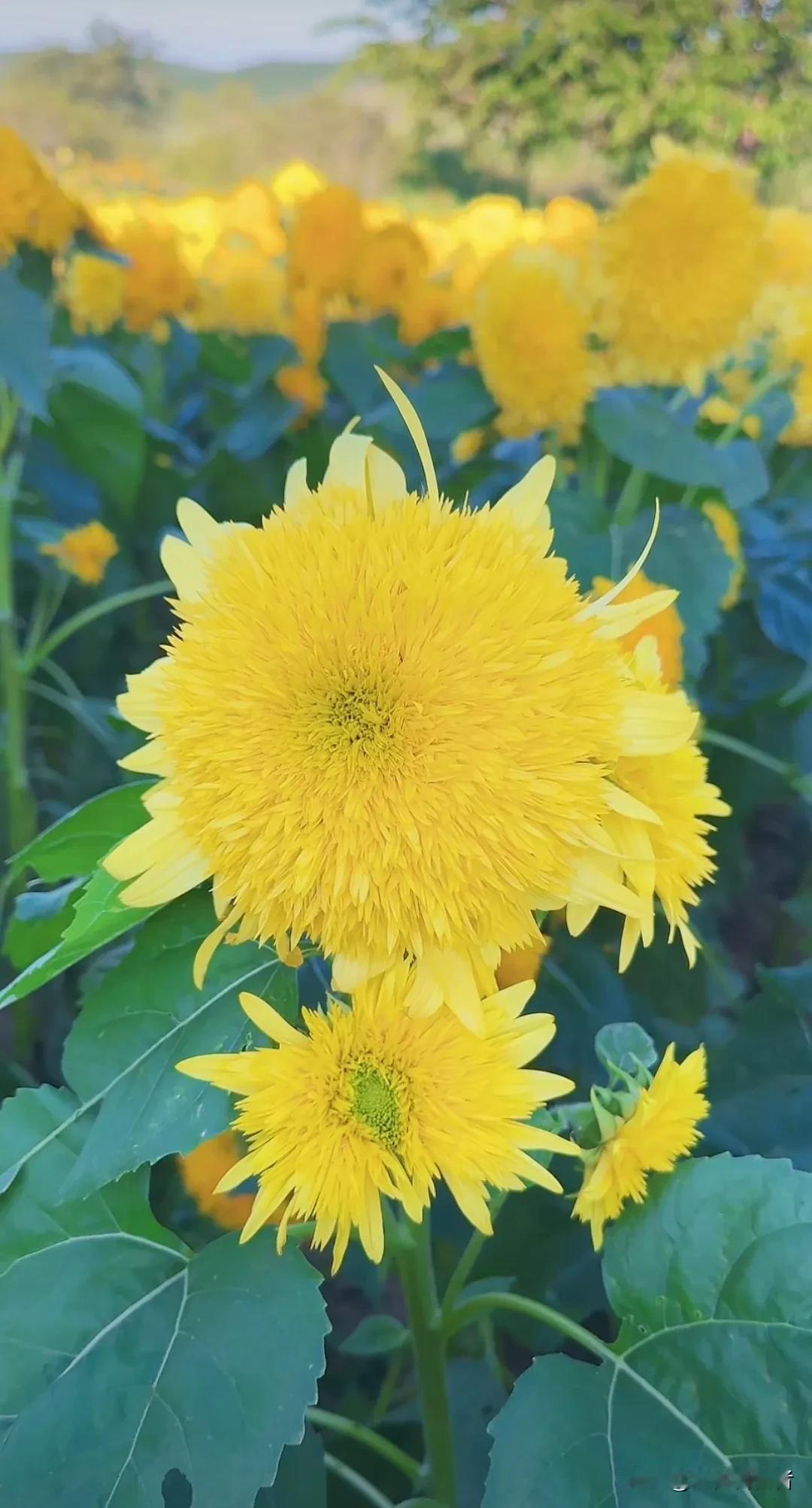 #上联：丹桂飘香迎佳节，诚邀下联#
上联：丹桂飘香迎佳节，
下联:   秋风送爽