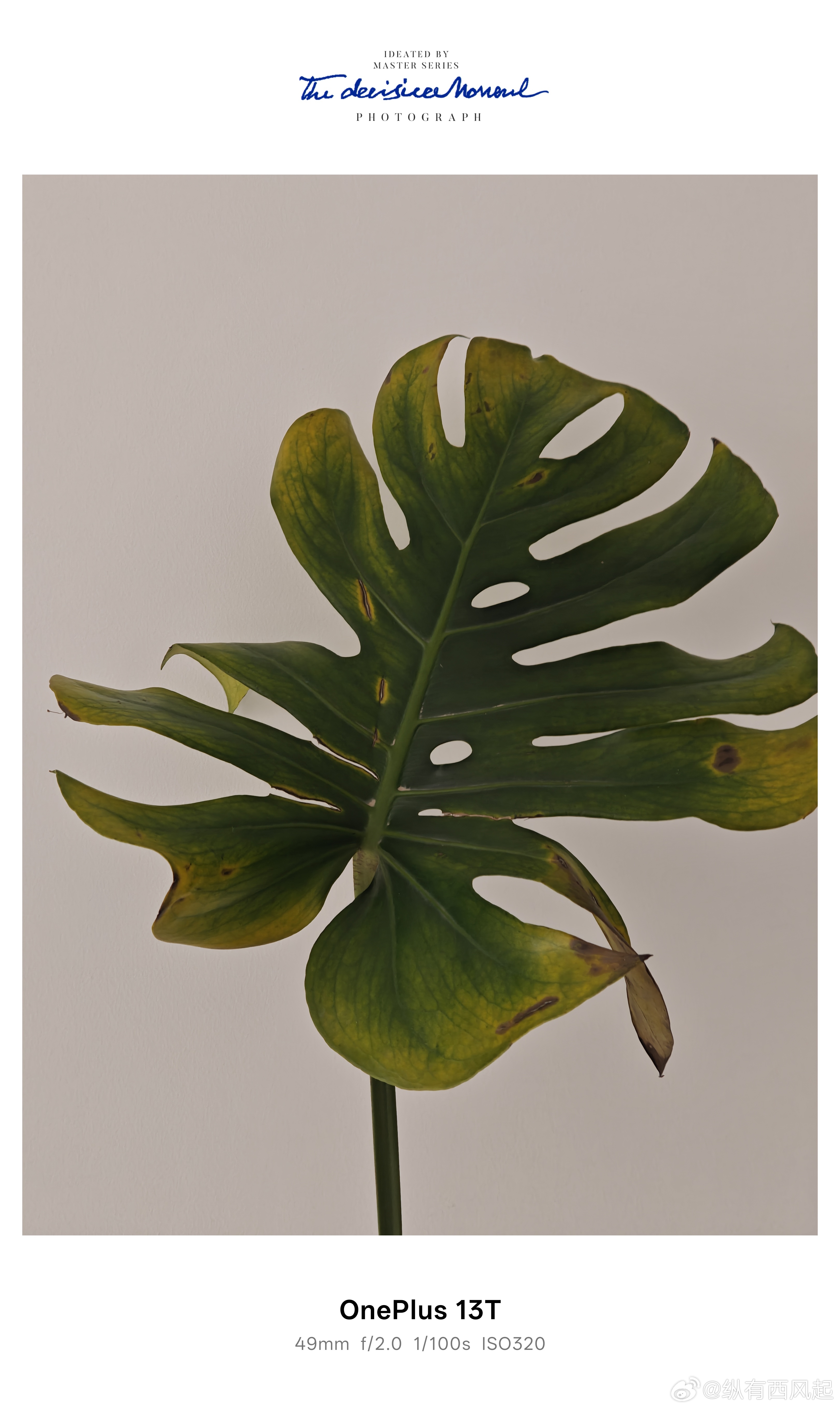 新买的龟背竹又黄了一片叶子，剪掉剪掉，也没想象中那么好养啊