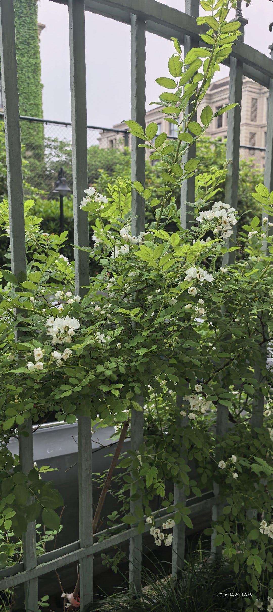 香小河边散步，清香扑鼻。有香樟树开着花的，有柑橘树开着花的，白花似栀子花一样，馨