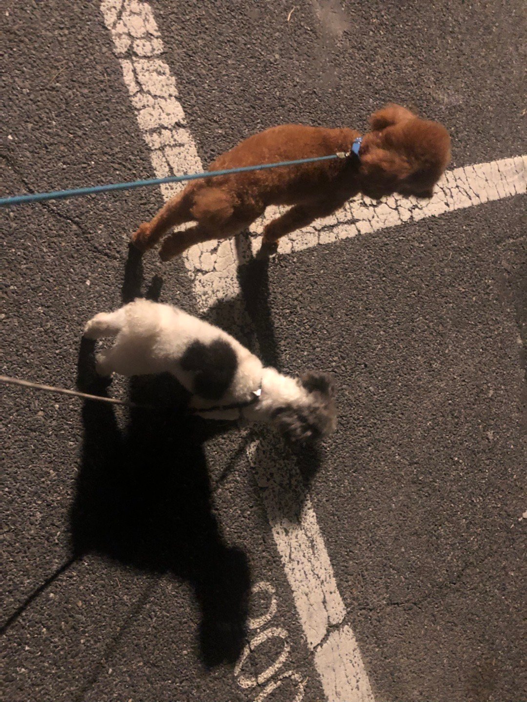 夜黑风高，我还在遛狗，身心俱疲[泪][泪][泪] ​​​