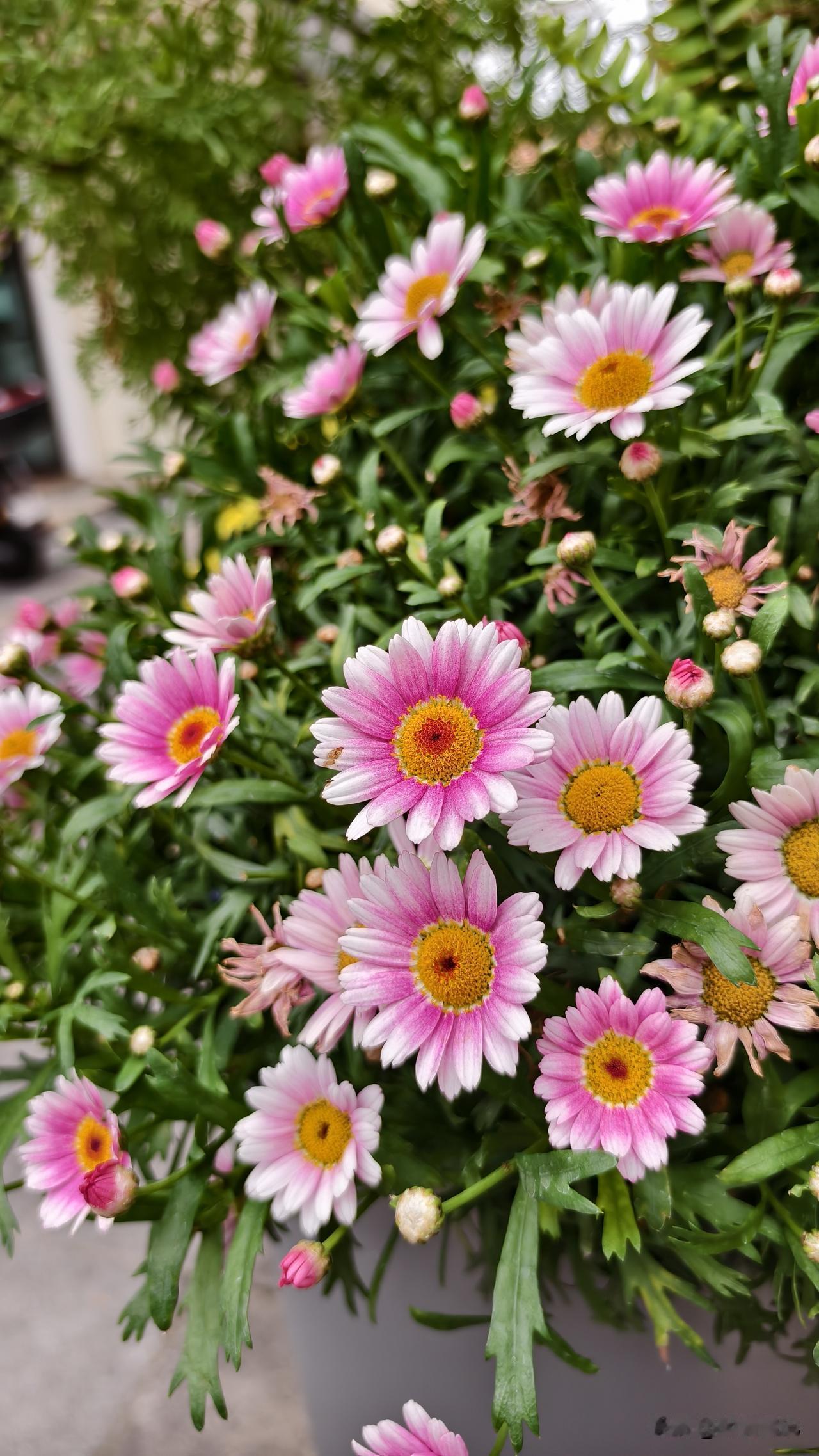 一位养生专家说:
“极度自律，每天锻炼的人，不一定能长寿，但是，极度自私，不为任