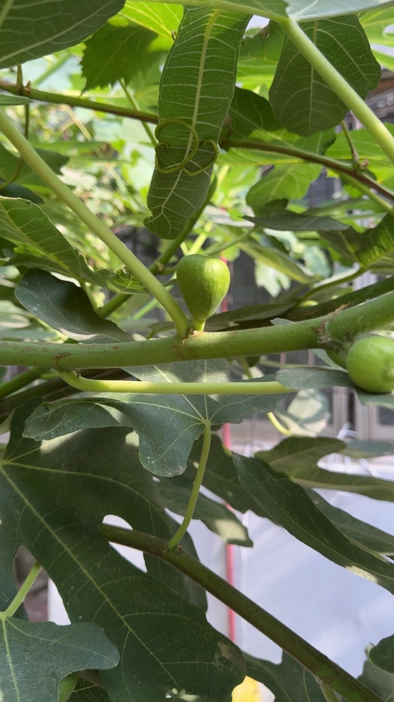等待果子成熟还要多久呢？好着急 好想吃邻居又摘走一部分无花果剩下一些小的晚安啦?