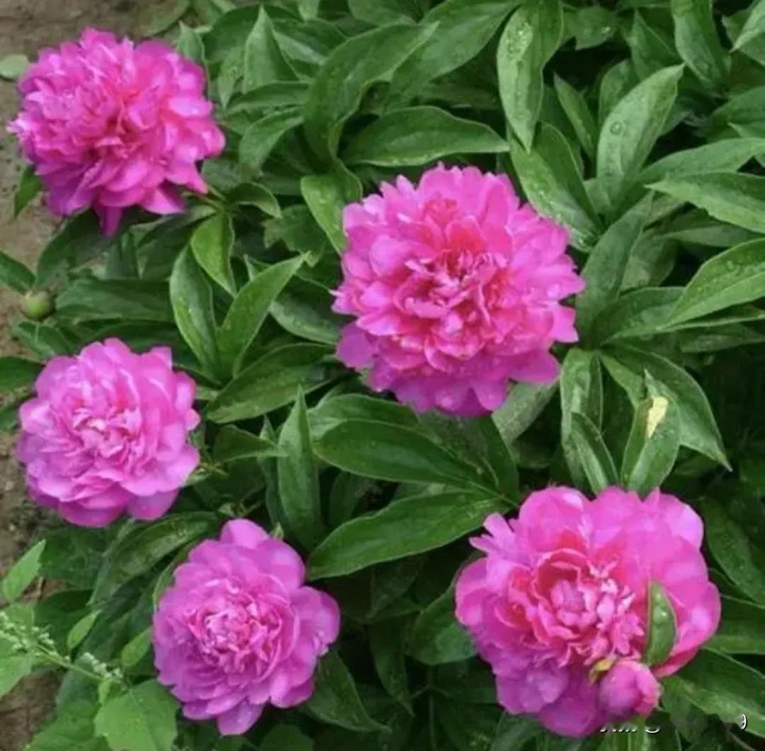 芍药花真的太绝了！我家院子里就种了几株，一到花期，那场面简直美炸。芍药花的颜色丰