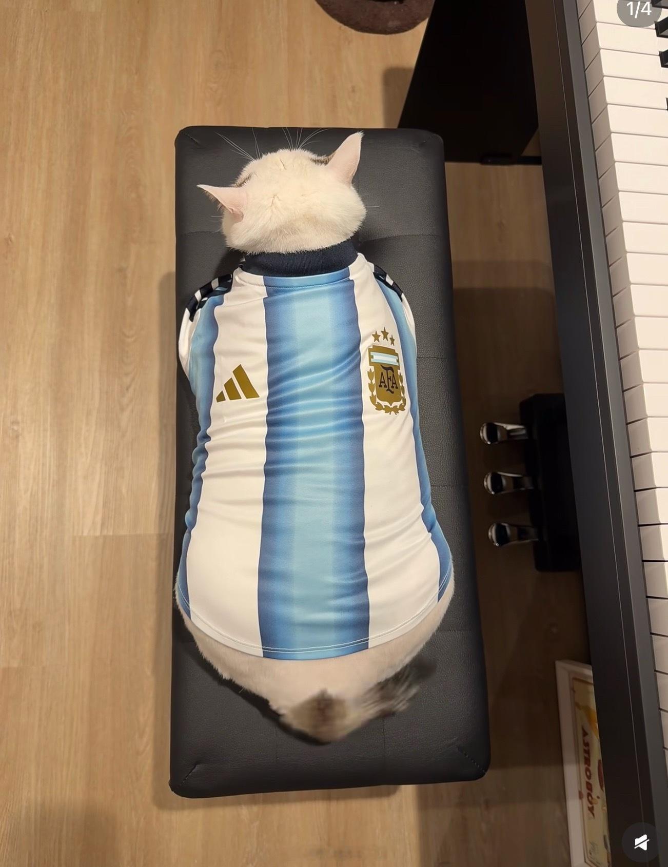 大鱼背面不会是这样的吧。 
