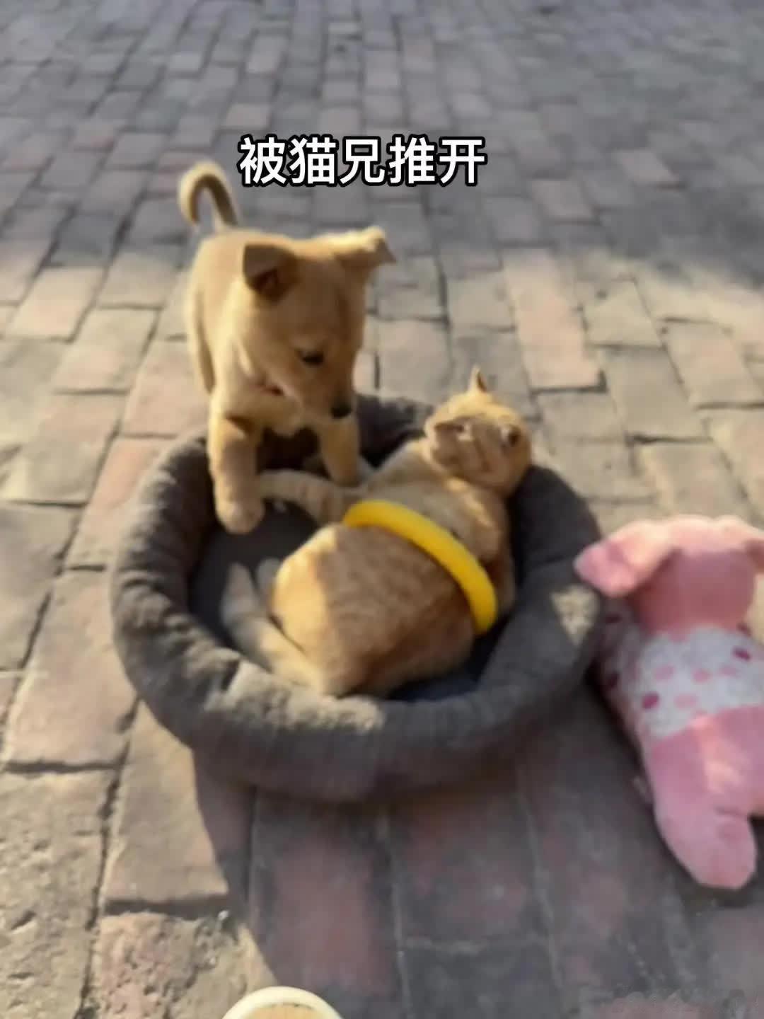 “猫兄你为何这样”萌宠宠物