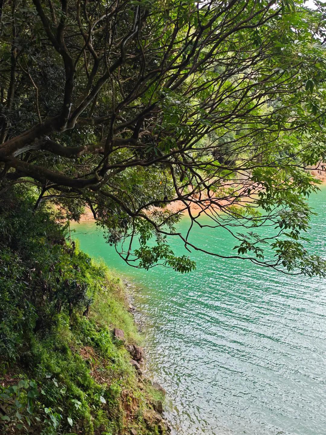 广州版九寨沟🌲流溪河森林公园太治愈了 不用跑川西！广州从化藏着翡翠色湖水💚森