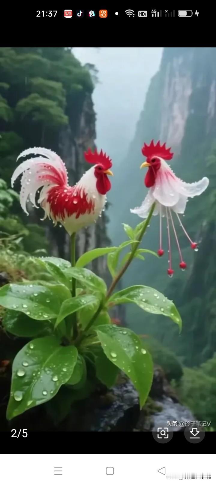 问了很多人，谁也不知道是什么花？你知道是什么花吗？友友看这什么花