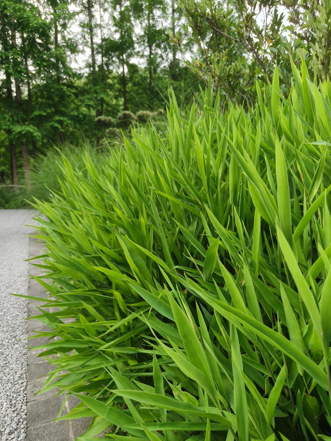 记。｜五月，浅夏，小时光

史铁生在《合欢树》里说，人有时候只想独自静静地待一会