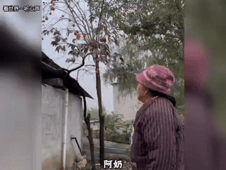 柿子熟了无人尝，农村再无少年郎。这是不是现在大部分农村的现状？