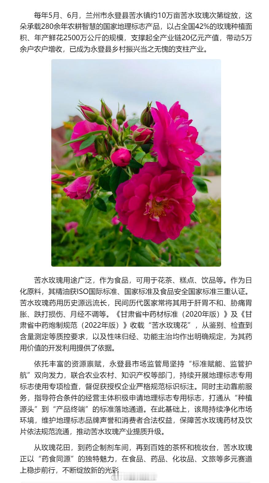 一朵苦水玫瑰撑起20亿元产业链 【一朵苦水玫瑰撑起20亿元产业链】每年5月、6月