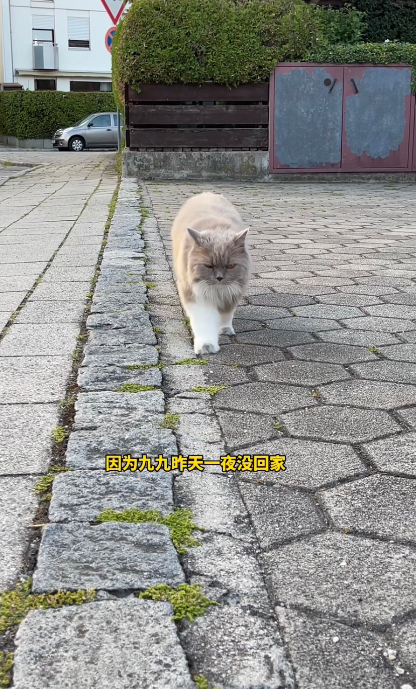 小猫彻夜未归跑去citywalk了[跪了] ​​​
