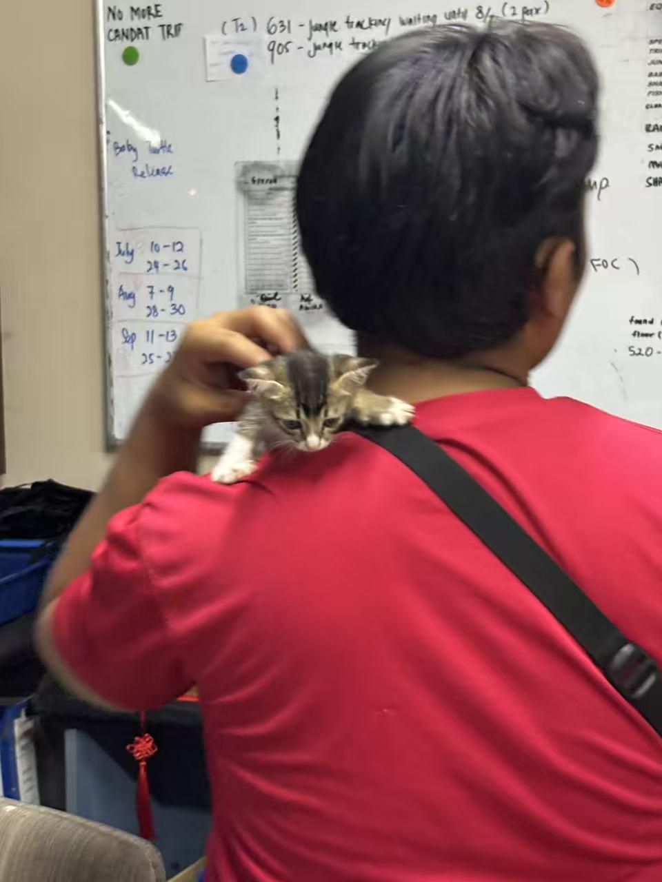 哪种动物是人类最忠实的伙伴? 要说人类最忠实的伙伴，狗和猫肯定是榜上有名。狗就像