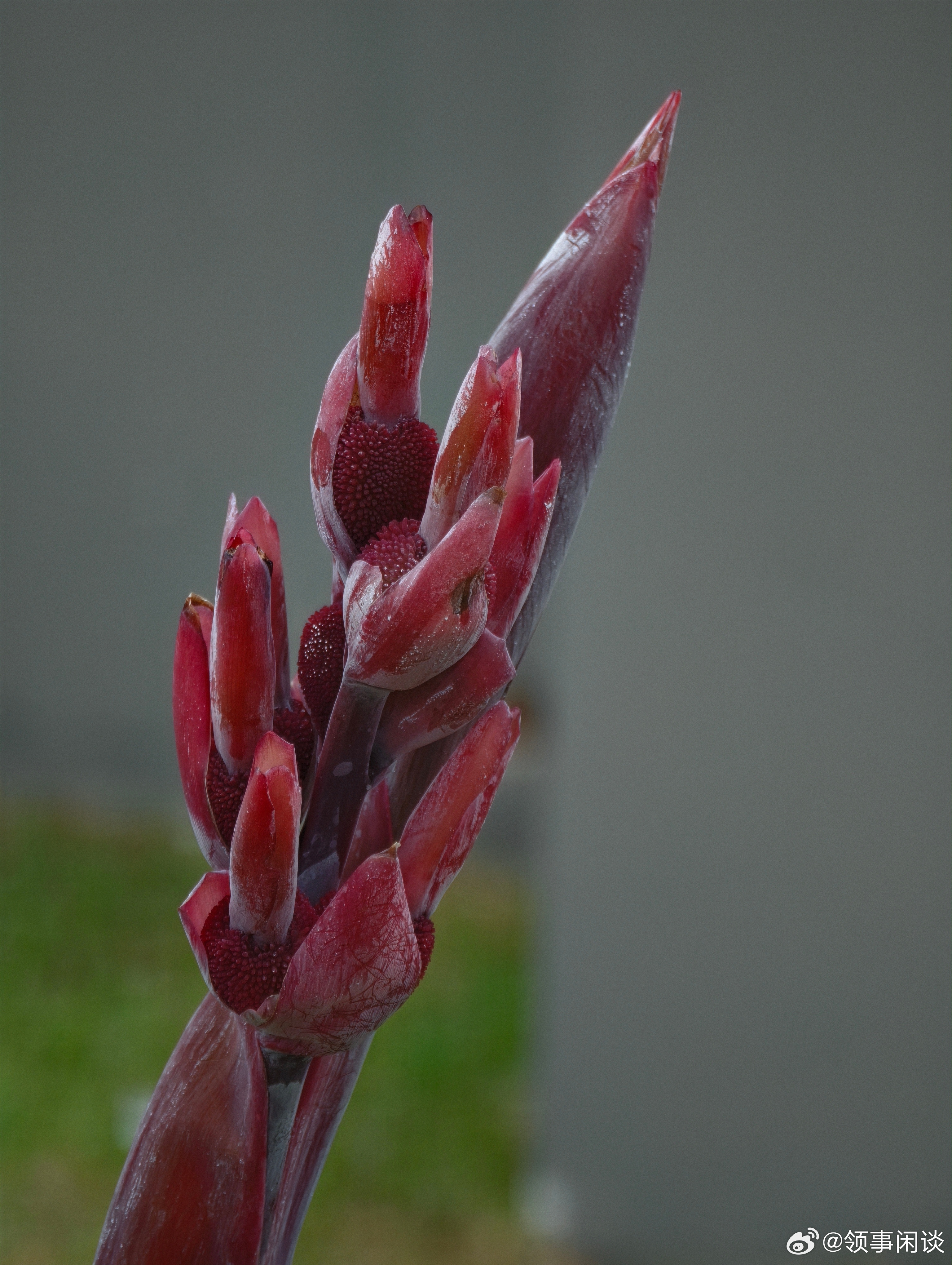 小米莱卡版镜头里的花花草草。跟着领事看非洲
