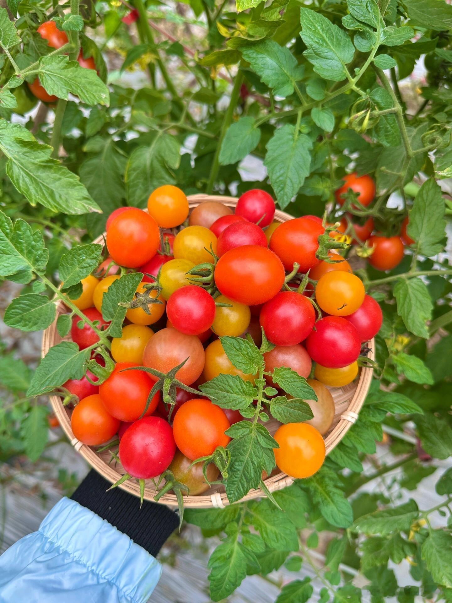 太好吃了🍅🍓小番茄自由🍅🍓 