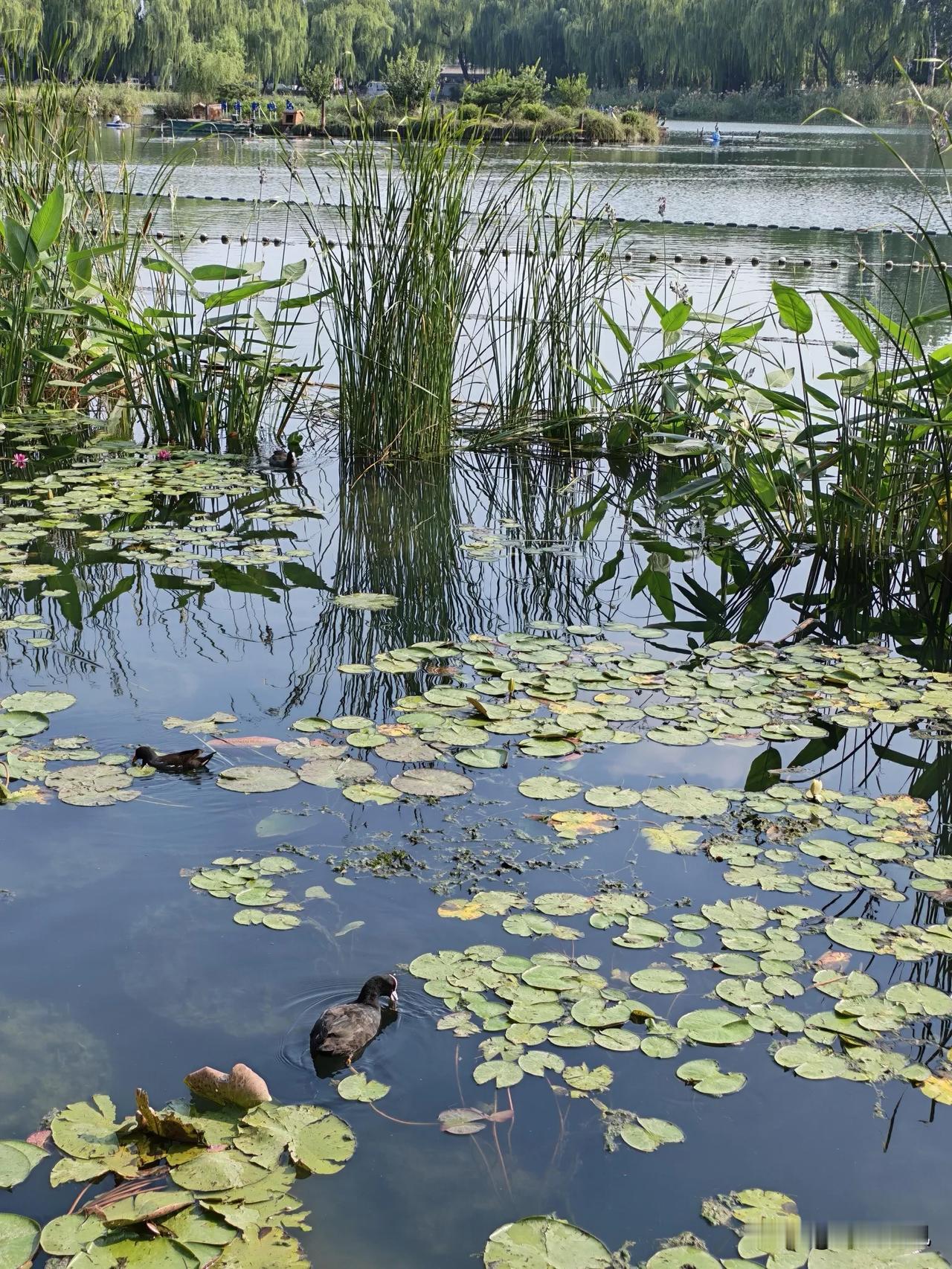 水禽栖息的温柔乡

积水潭西海，是水禽自在的天堂。天光云影倒映在澄澈的水面上，微