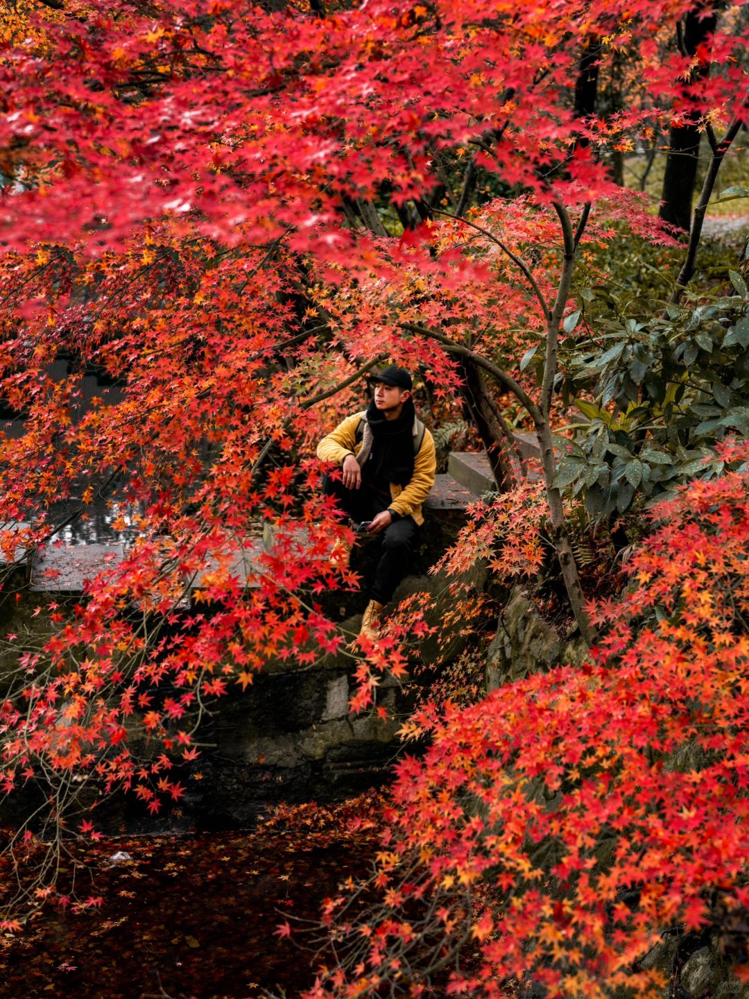 居然没人🍁南京这处秘境晚秋美到无可言喻‼️